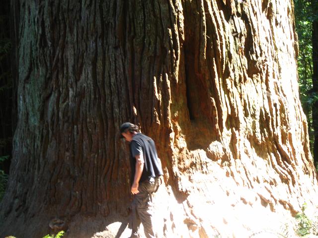 Bolan Mt & Redwoods-154.JPG - Stout Grove